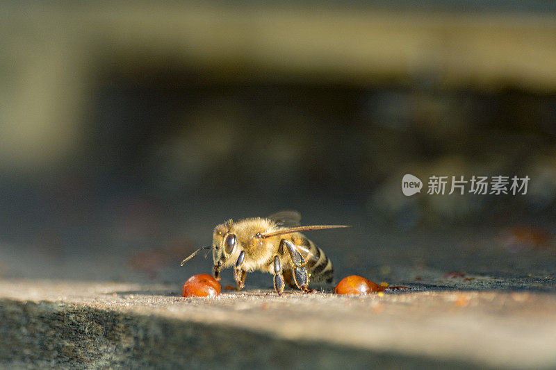 蜜蜂停留在蜂箱前