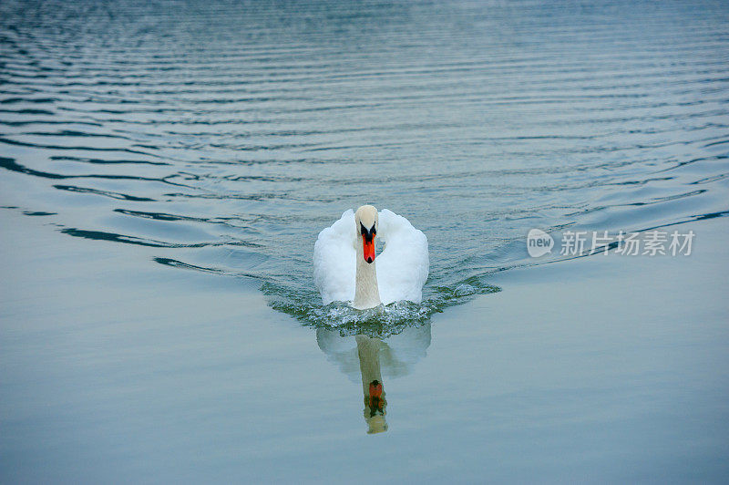 天鹅在湖里游泳