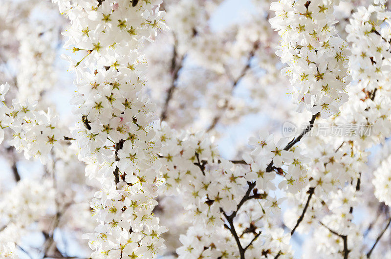 白色樱花树