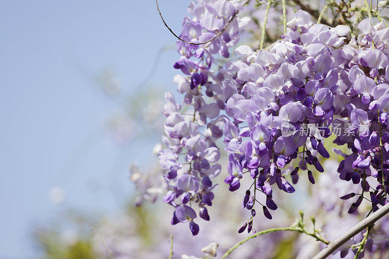 紫藤,紫藤,Wysteria