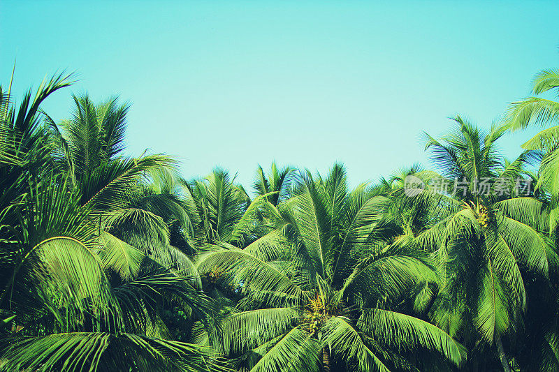 椰子树在热带海滩古董过滤器