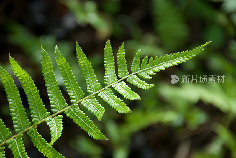 蕨类植物的叶子