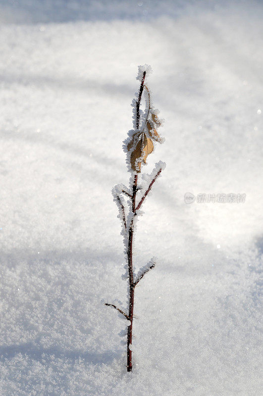 雪中的小树枝和树叶