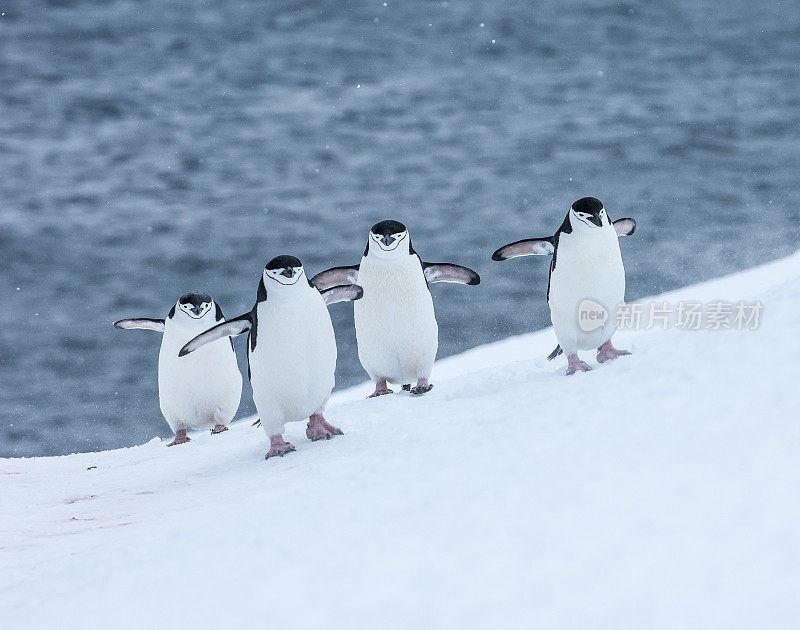 四只帽带企鹅在南极洲的雪地上行走