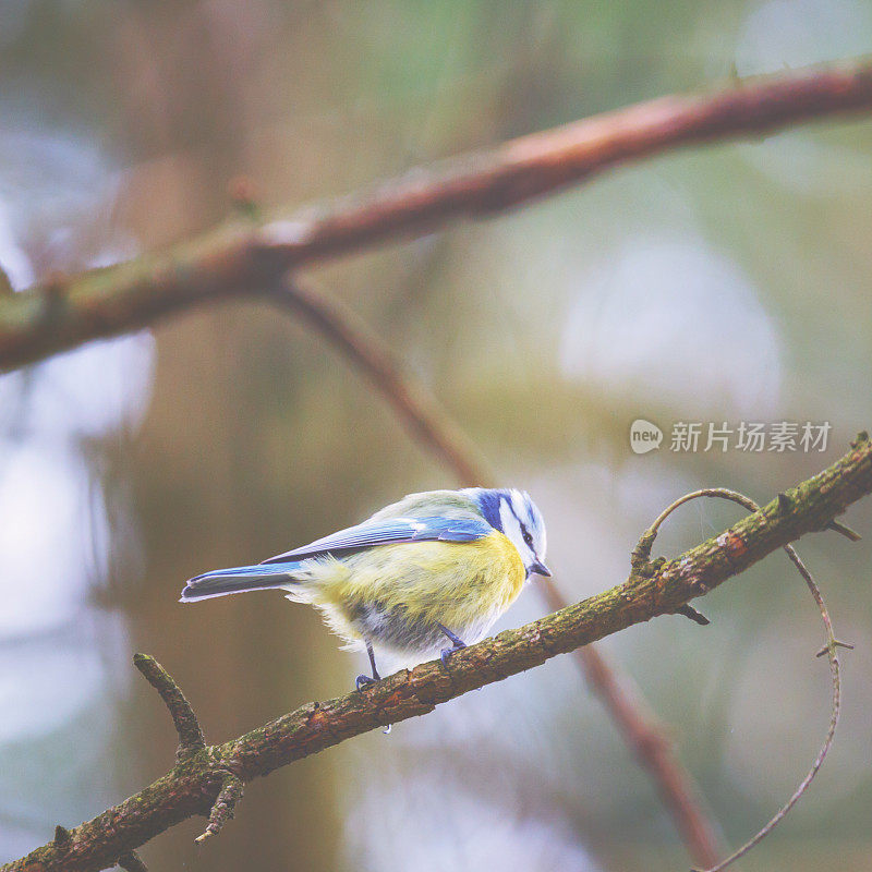 小bluetit