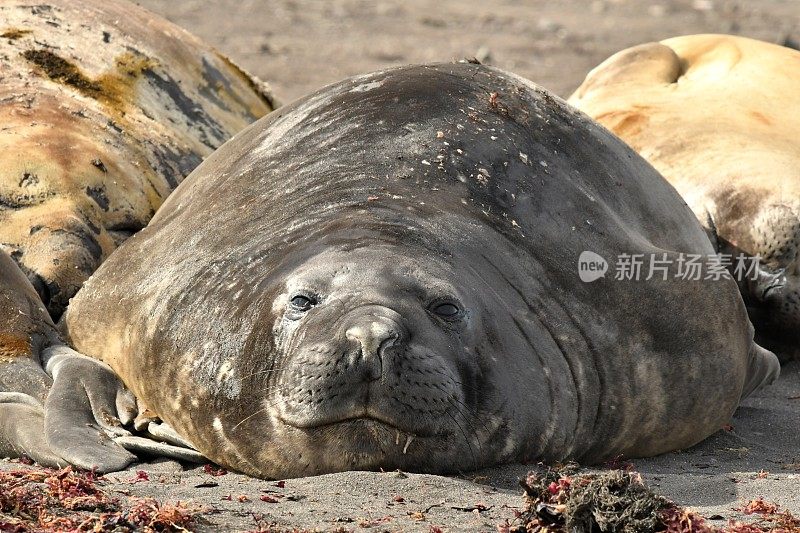 南象海豹