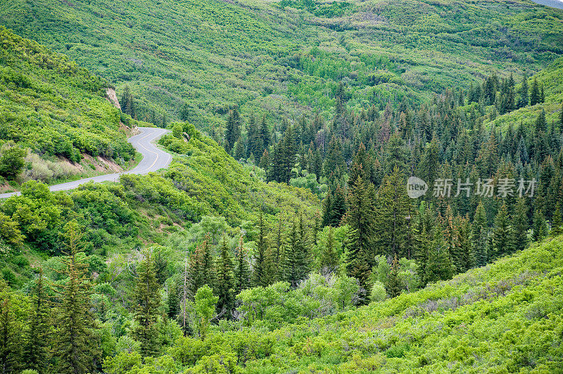 健康绿色森林，道路贯穿