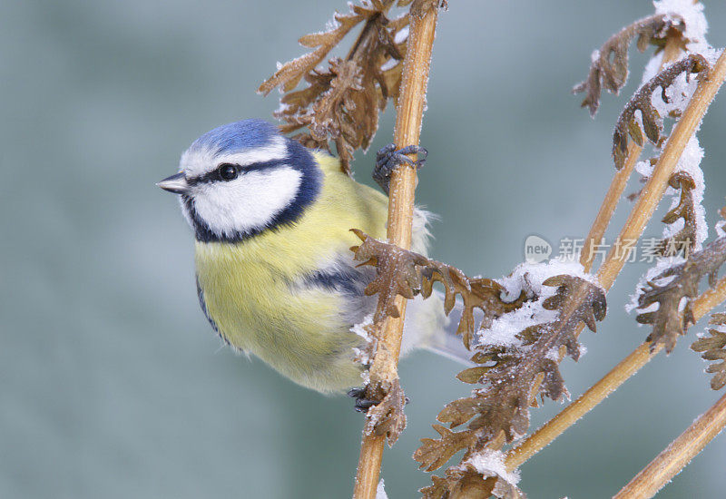 Bluetit在冬季