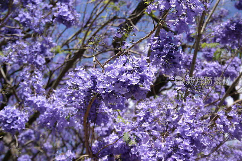 花盛开在蓝花楹树上