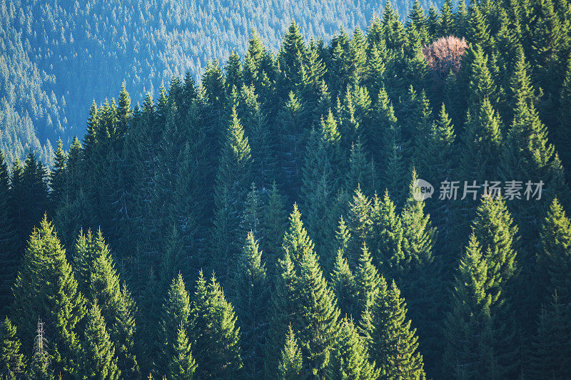 秋季高山冷杉林