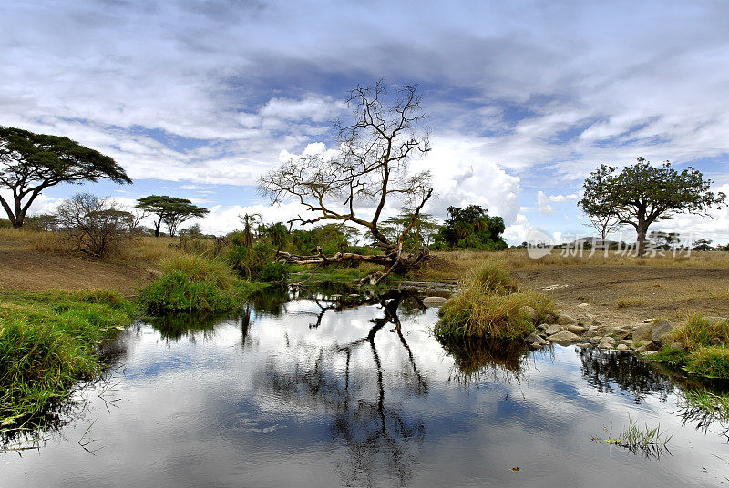 坦桑尼亚塞伦盖蒂国家公园的水坑景观。