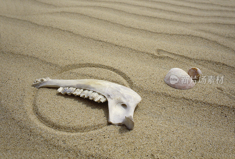 颚骨、沙子和贝壳