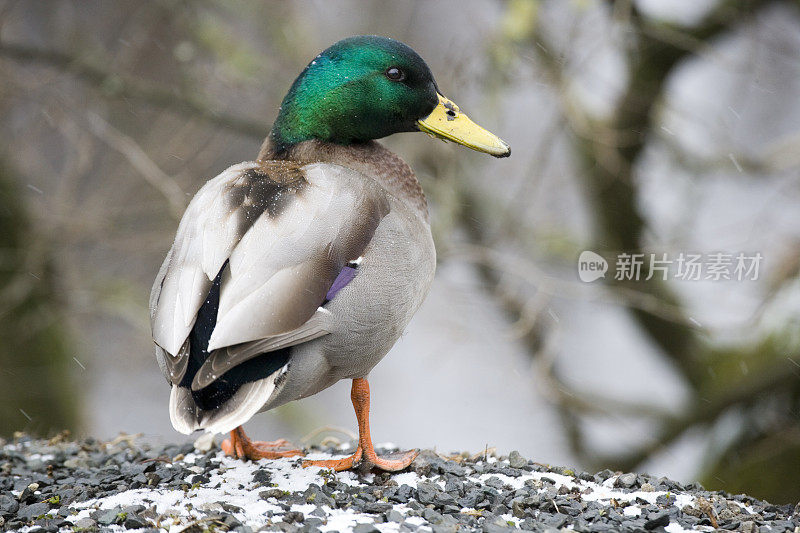 冬天的野鸭