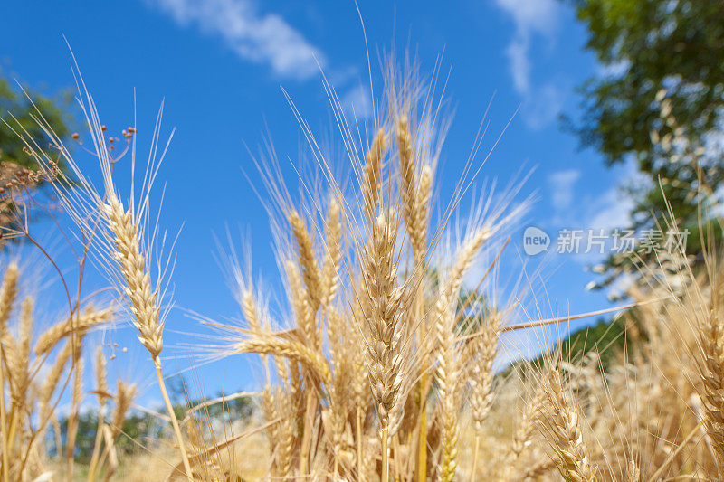 夏日美景与麦穗