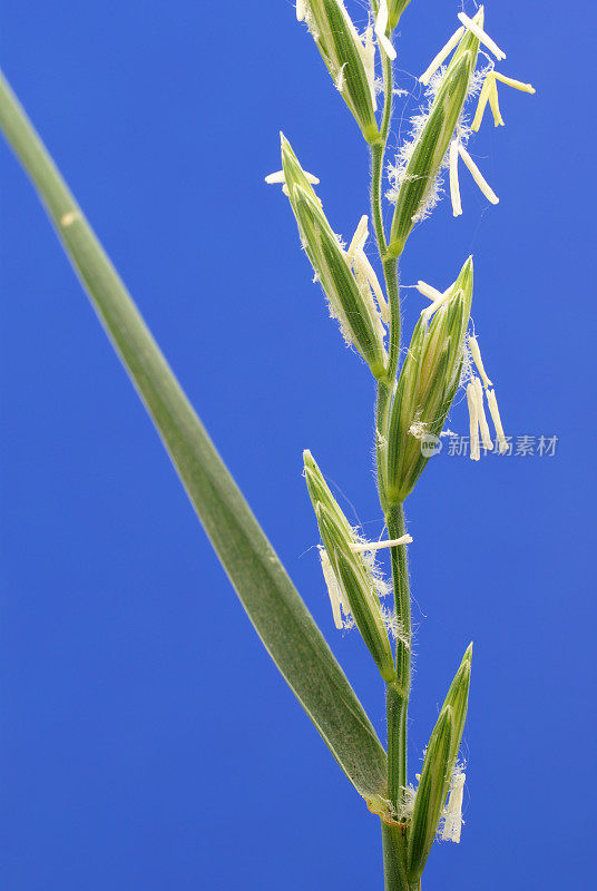 挂芒的小草小花呱呱作响