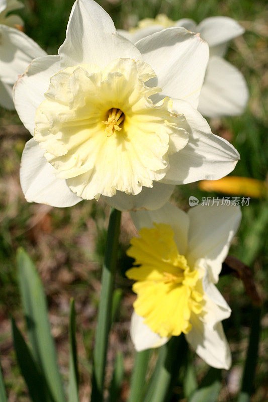 水仙花