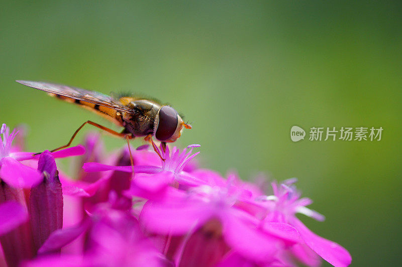食蚜蝇在野花