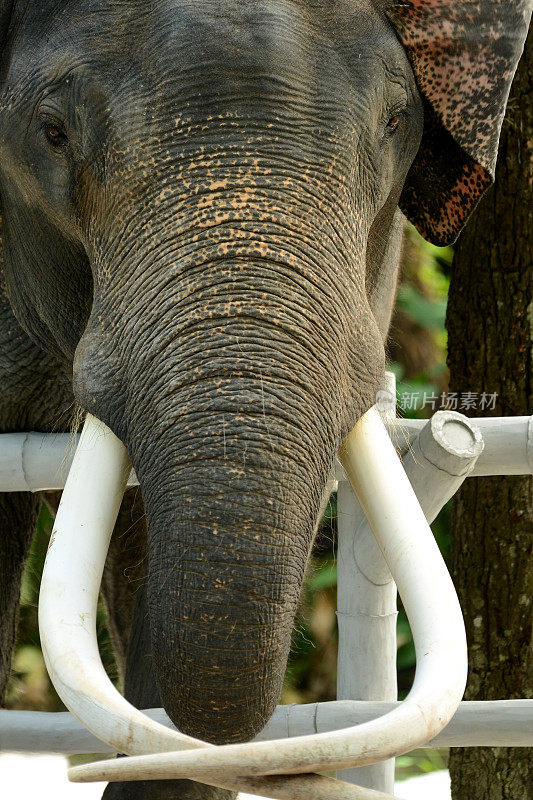 长着大象牙的亚洲象