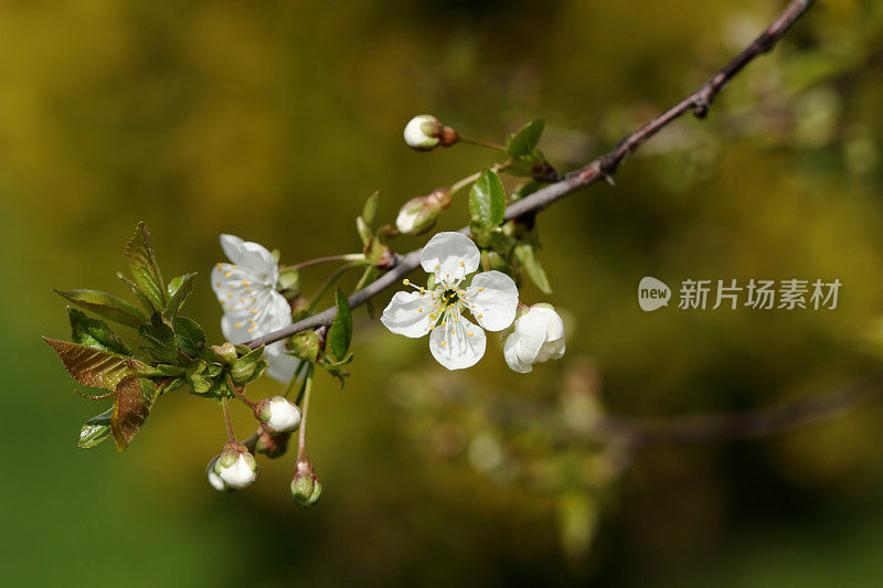 春天的背景-樱花树