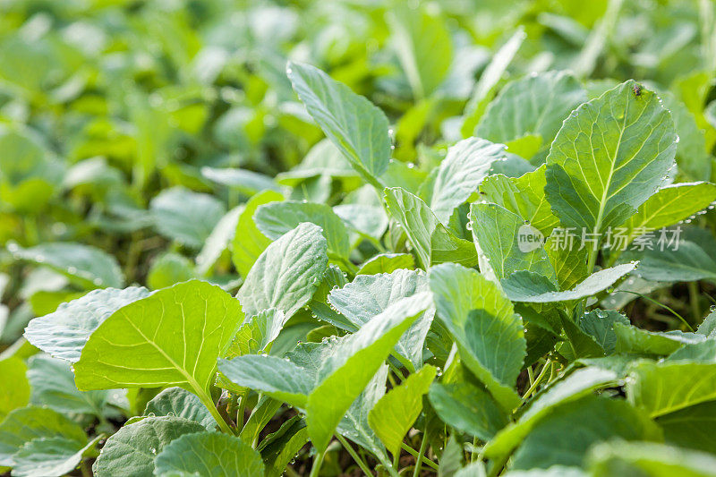 年轻的卷心菜树苗