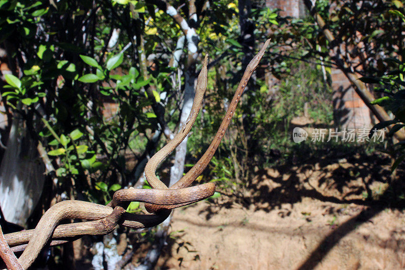 马达加斯加:曼塔迪亚国家公园的马达加斯加叶鼻蛇