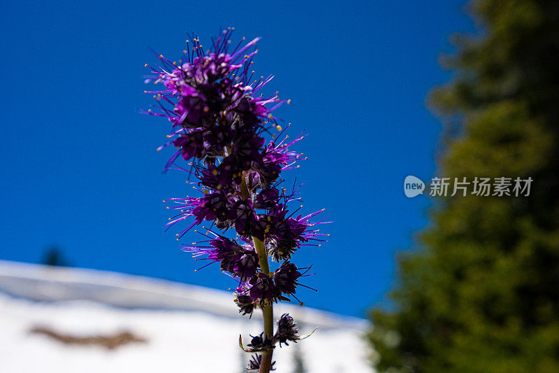 星形花蕾风景优美