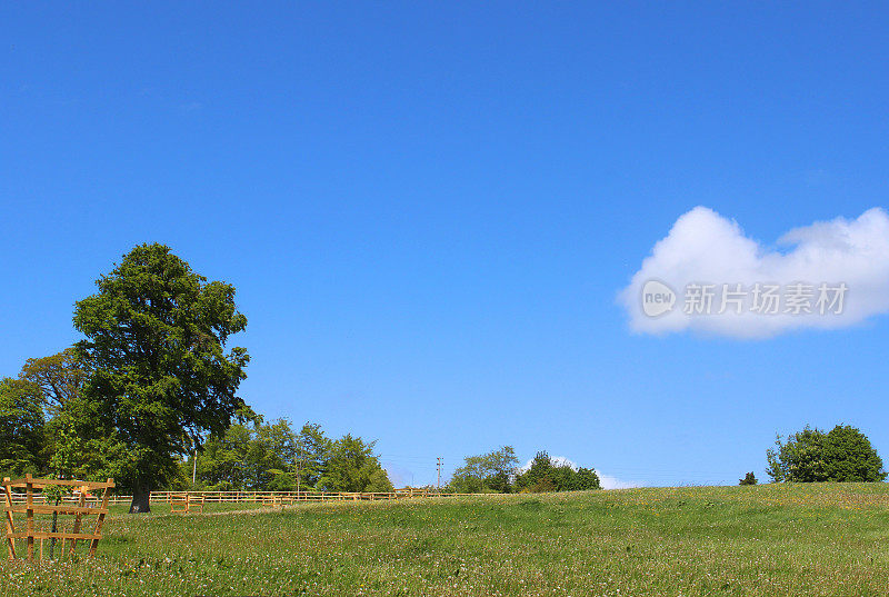 欧洲常见的山毛榉(山毛榉山毛榉属)，生长在绿色的田野中