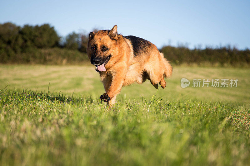 行动中的德国牧羊犬