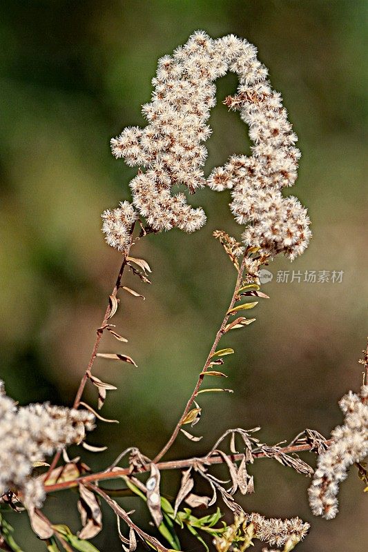 秋麒麟草属植物休眠