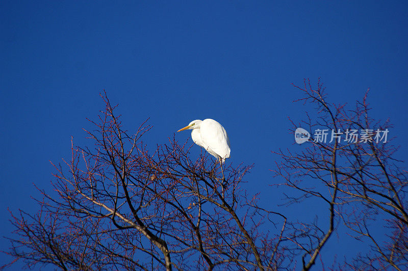 白鹭栖息在小树枝间