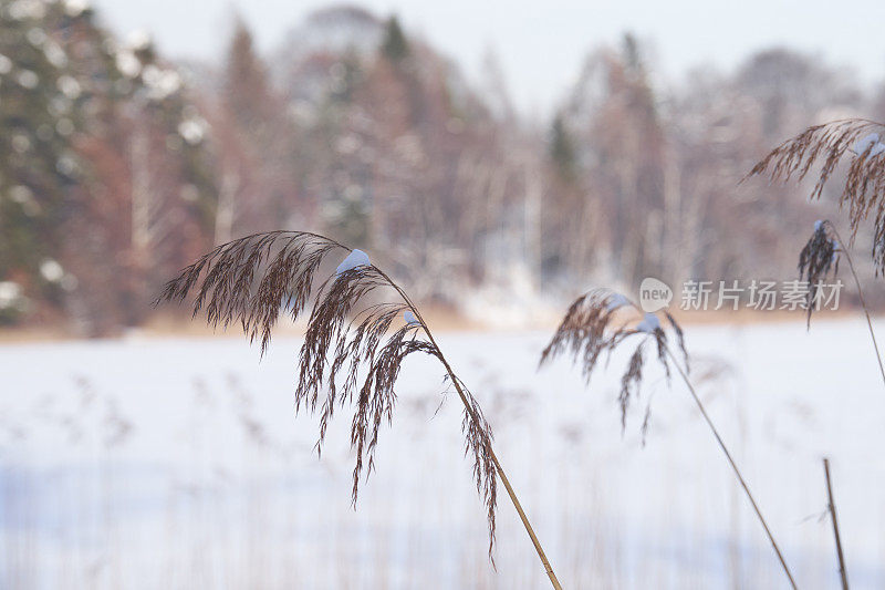 里德和雪