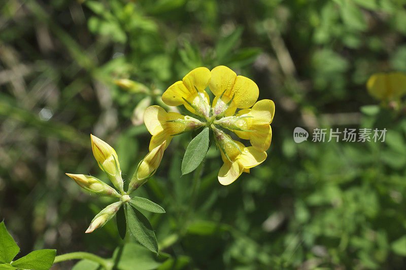 鸟脚三叶莲藕黄花俯视图近