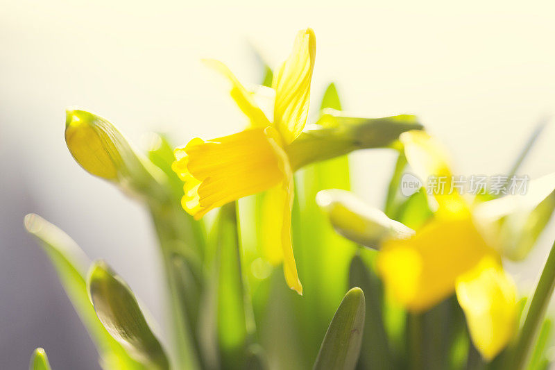 水仙花在春天开花