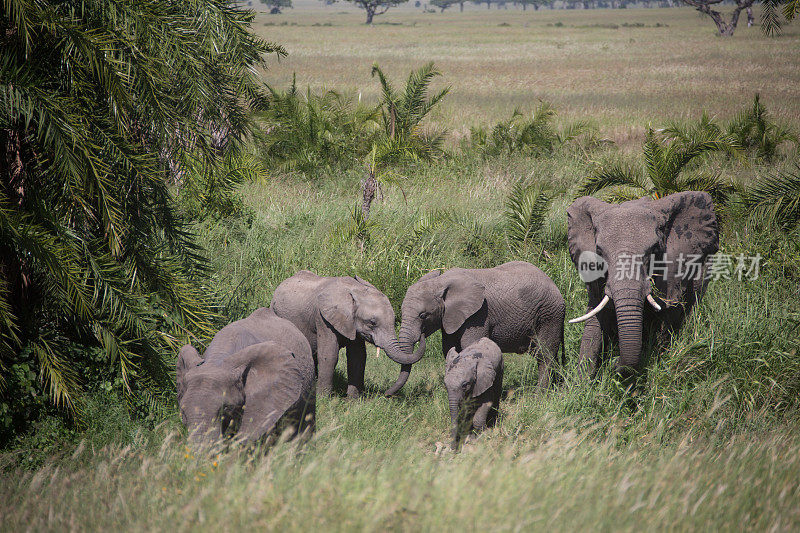 一群在塞伦盖蒂吃草的非洲象