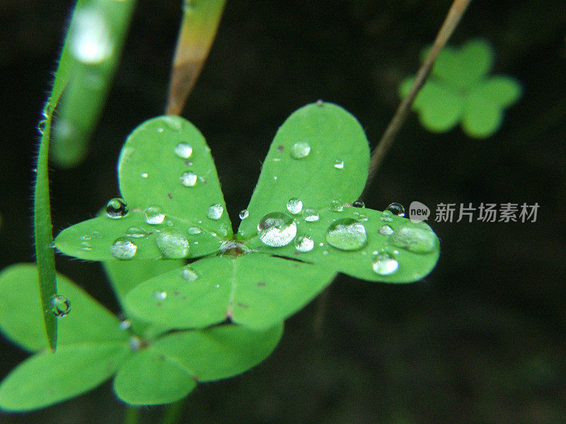 小雨打在树叶