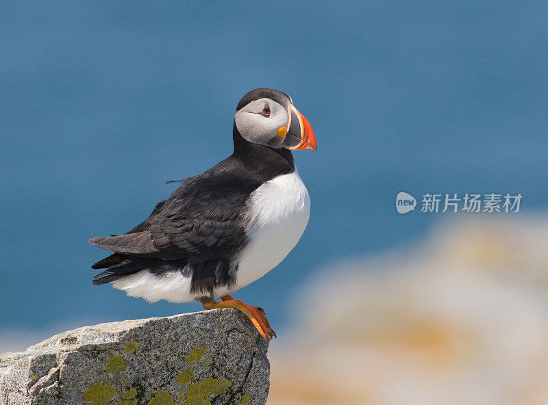 大西洋海雀概要