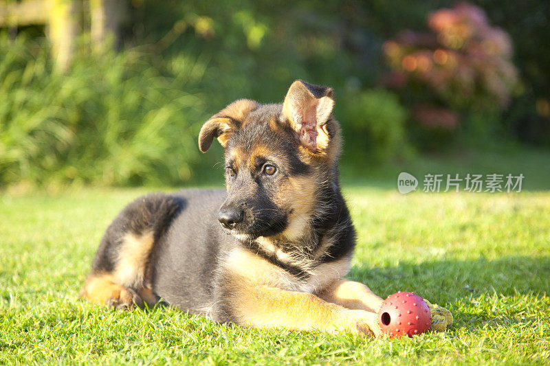 德国牧羊犬的小狗