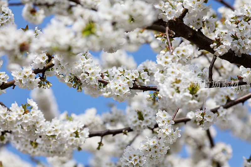 开花的樱桃树，有白色的花头