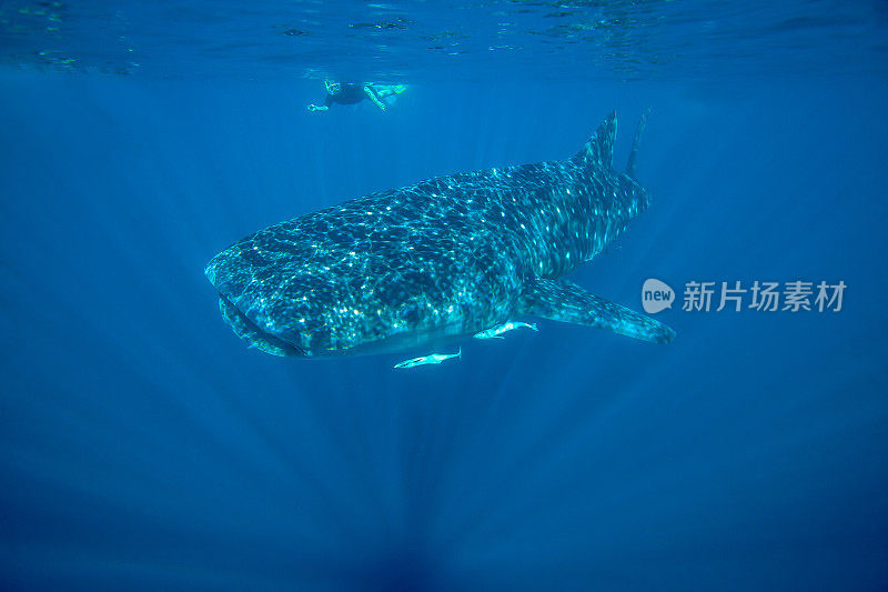 鲸鲨-宁格鲁礁