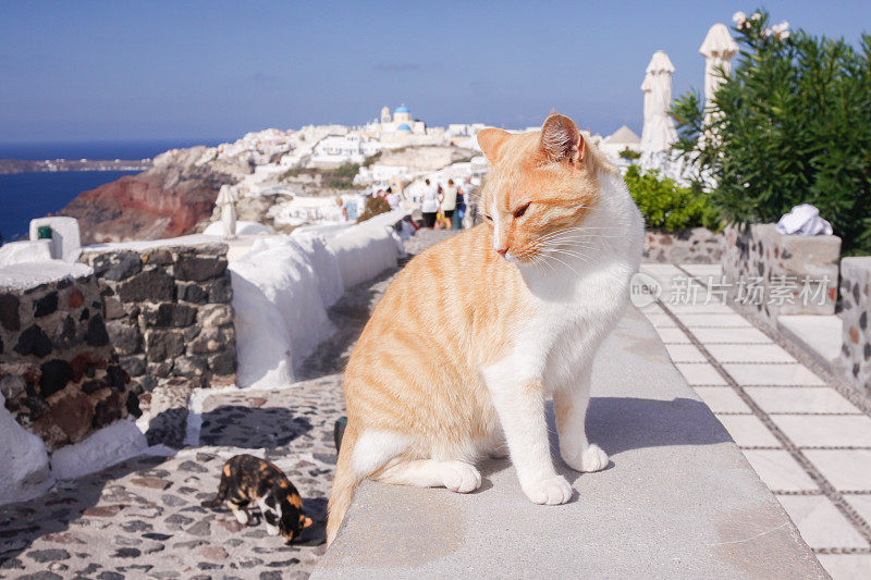 希腊圣托里尼岛的流浪猫