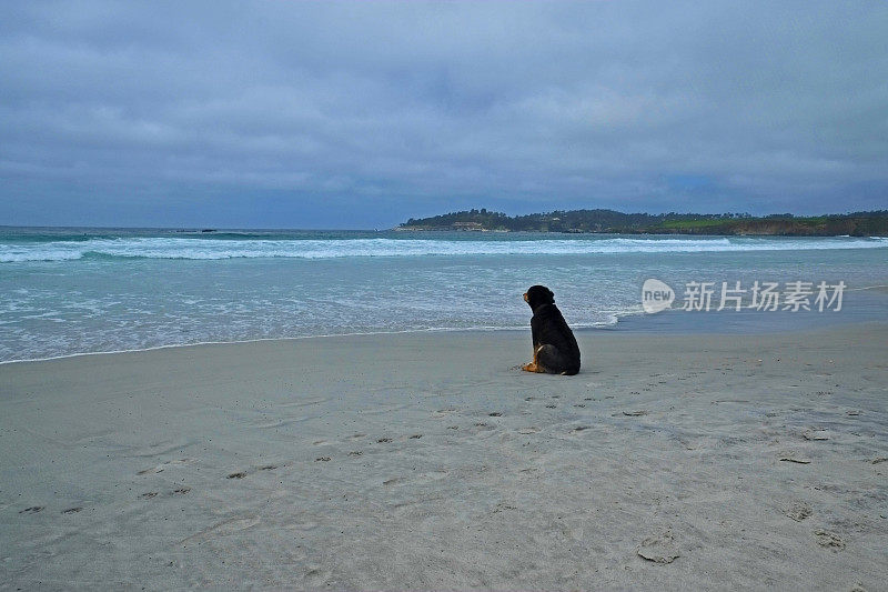 狗在海滩