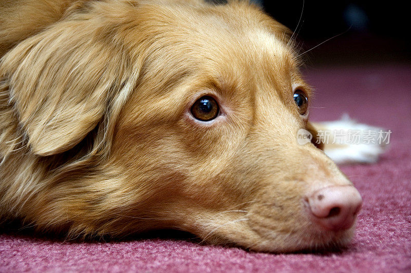 新斯科舍省鸣鸭寻回猎犬休息。