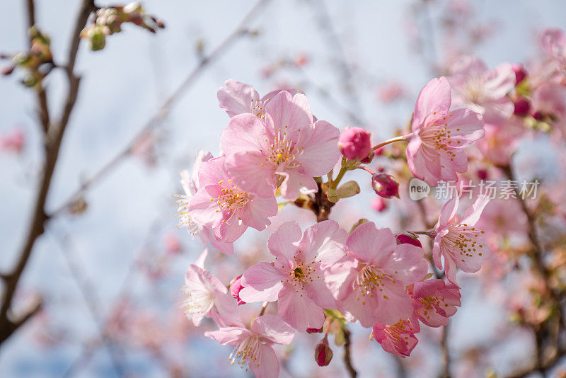 樱花樱花