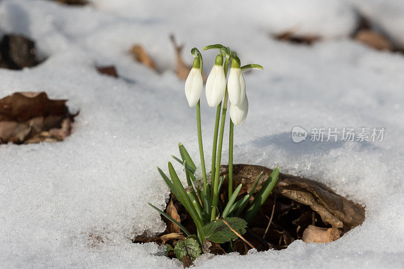 花莲，冬天的雪花莲