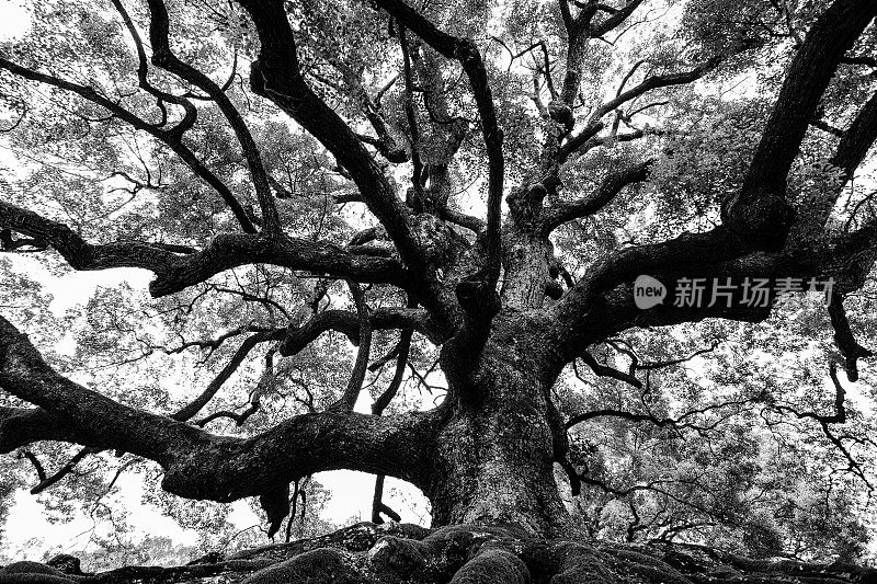 一棵古老的橡树，在黑色和白色的强烈对比中有着坚实的根和强大的枝