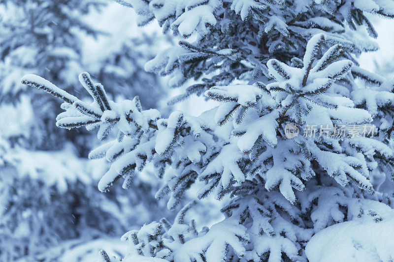 冰雪覆盖的明尼苏达冬季云杉树