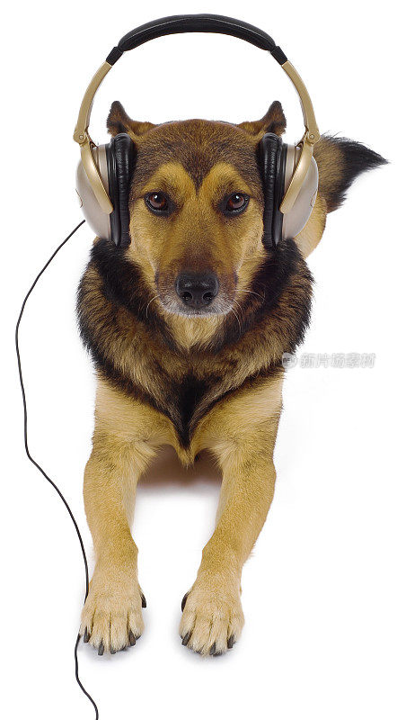 狗在听音乐。
