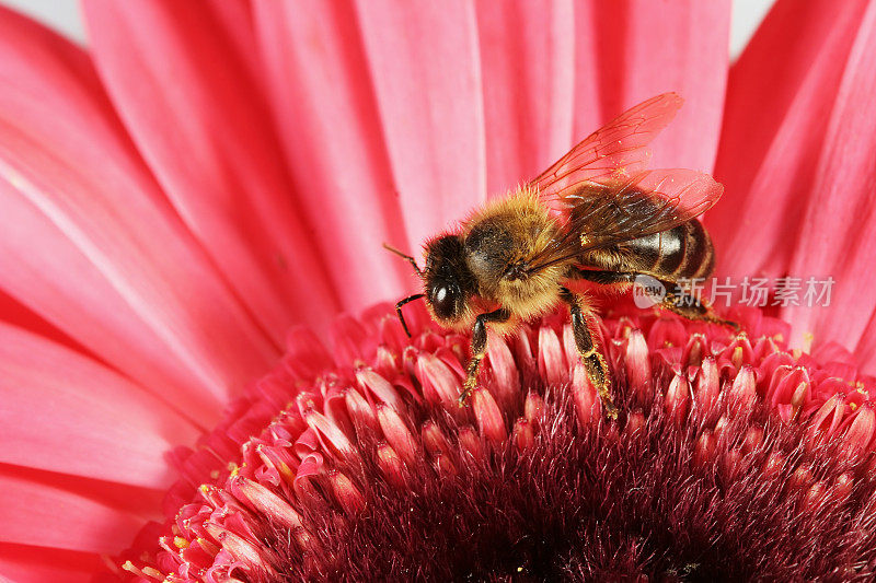 蜜蜂和粉色非洲菊