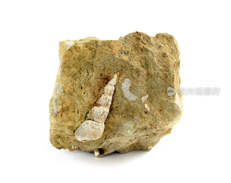 蜗牛化石