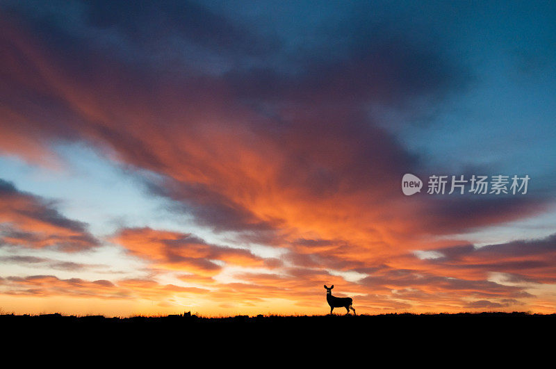 夏日清晨的日出，田野上有一头骡鹿